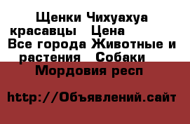 Щенки Чихуахуа красавцы › Цена ­ 9 000 - Все города Животные и растения » Собаки   . Мордовия респ.